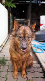 Close-up portrait of dog