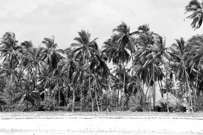 Palm trees on field against sky