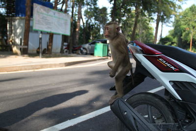 Monkey standing on motorcycle at road