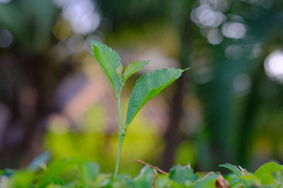 Close-up of small plant growing on land