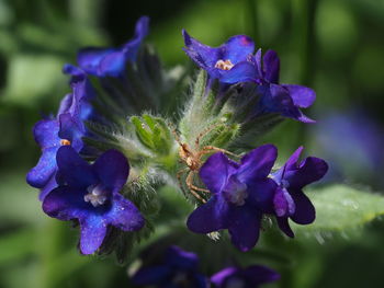 Close-up of purple flowering plant