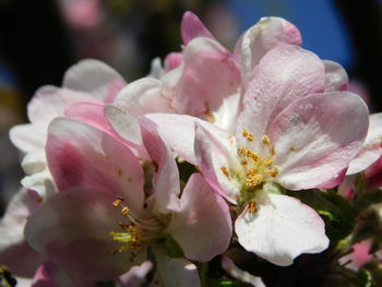 Close-up of pink cherry blossom