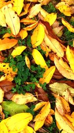 Full frame shot of yellow leaves