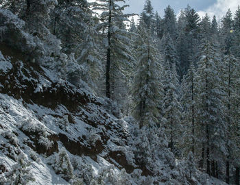 Pine trees in forest during winter