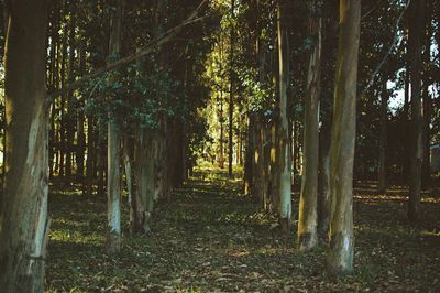 View of bamboo trees against sky