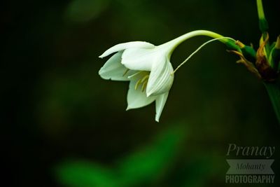 Close-up of white flowering plant