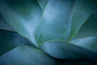 Close-up of succulent plant leaves