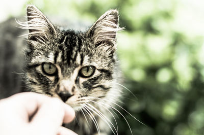 Close-up of hand holding cat