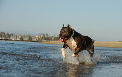 Dog on beach against sky