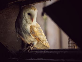 Close-up of owl perching outdoors