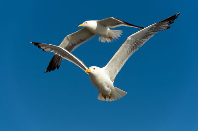 Low angle view of seagull flying against clear blue sky