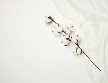 Piece of white gauze and a sprig with white cotton flowers on the table, top view, copy space