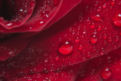 Full frame shot of wet rose