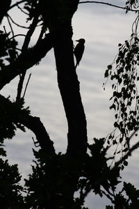 Low angle view of silhouette tree against sky