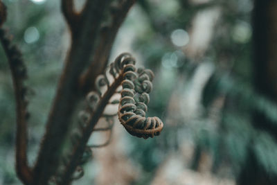 Close-up of pine cone on tree trunk