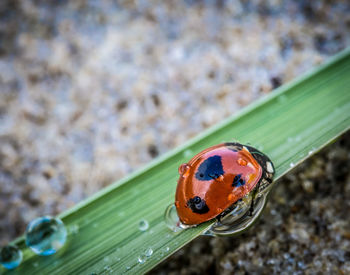 Close-up of ladybug on wet leaf