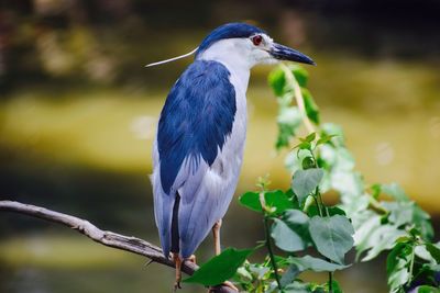 Close-up of gray heron perching on plant