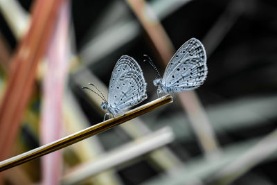 Close-up of butterfly on leaf