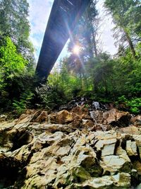 Low angle view of rocks in forest against sky