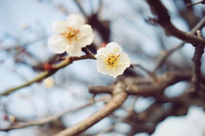 Close-up of white flowers on branch
