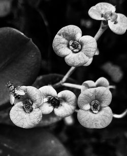 Close up of plant against blurred background