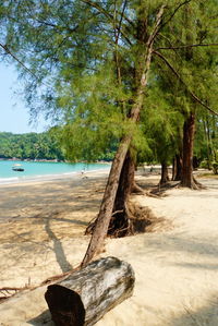 Scenic view of trees at beach