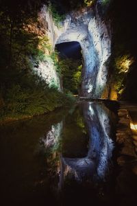 Reflection of trees in water