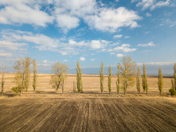 Trees on field against sky