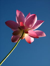 Low angle view of pink lotus against clear blue sky
