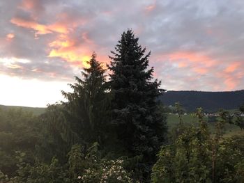 Pine trees in forest against sky during sunset