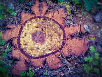 Full frame shot of tree stump in forest