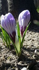 Close-up of purple crocus blooming outdoors