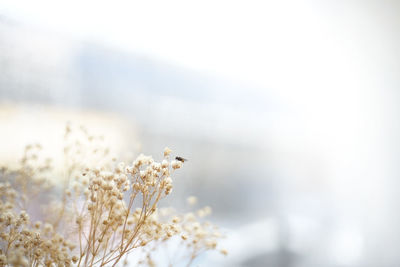 Close-up of bee pollinating flower