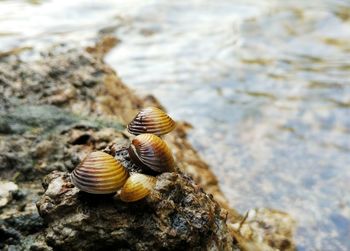 Close-up of shell on rock