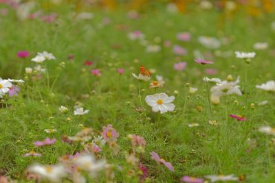 Close-up of flowering plants on field