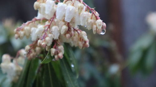 Close-up of white flowering plant