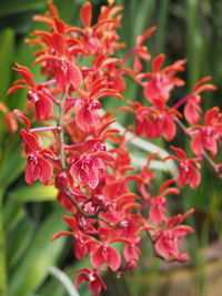 Close-up of red flowering plant