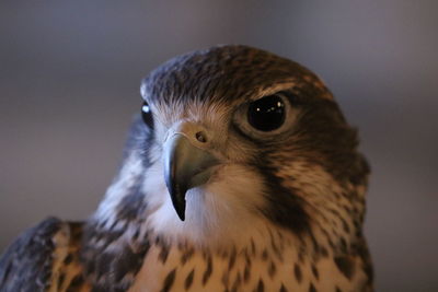 Close-up of hawk