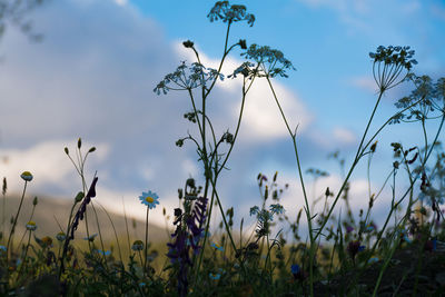 Plants growing on field against sky