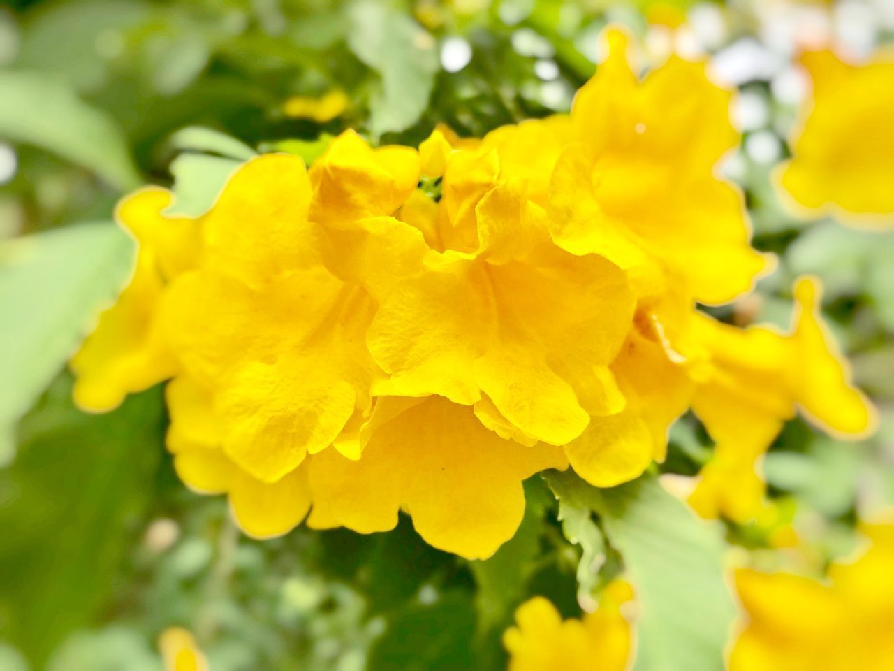 CLOSE-UP OF YELLOW FLOWERS