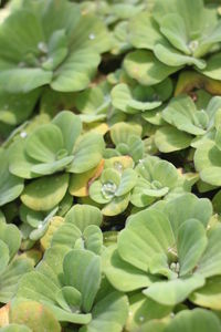 Full frame shot of fresh green leaves