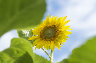 Close-up of sunflower