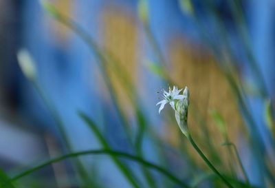 Close-up of white flowering plant