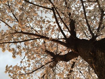 Low angle view of flowering tree