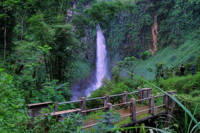 Scenic view of waterfall in forest
