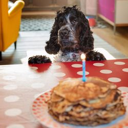 Close-up of a dog on the table