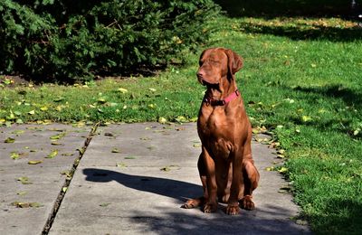 Portrait of dog on field