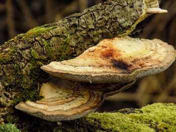 Close-up of mushroom