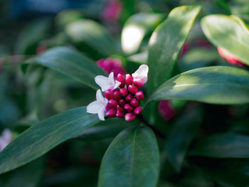 Close-up of pink flowering plant