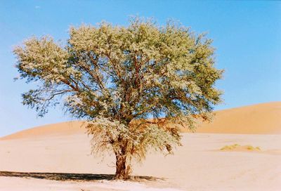 Scenic view of landscape against clear sky